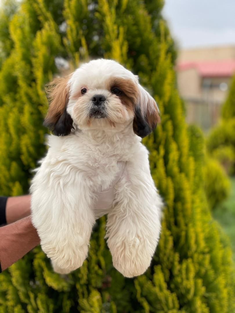 مولد نژاد شیتزو گردو